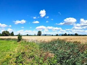 , Pieszyce